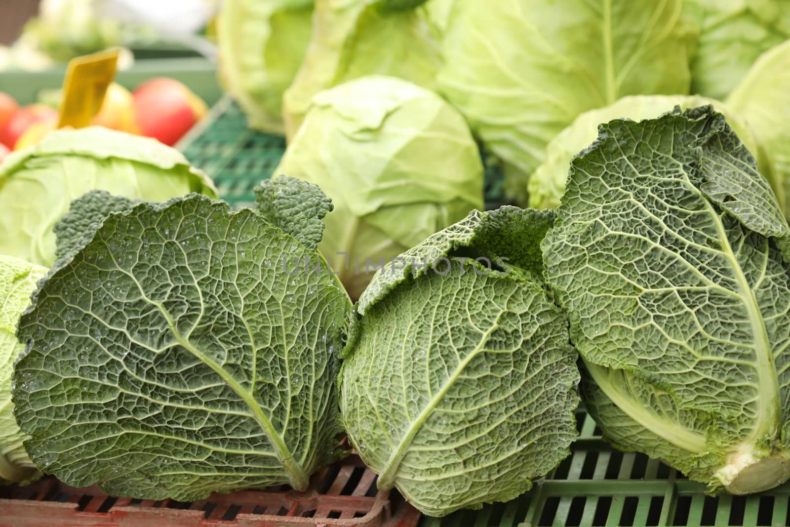 Vegetables close up
