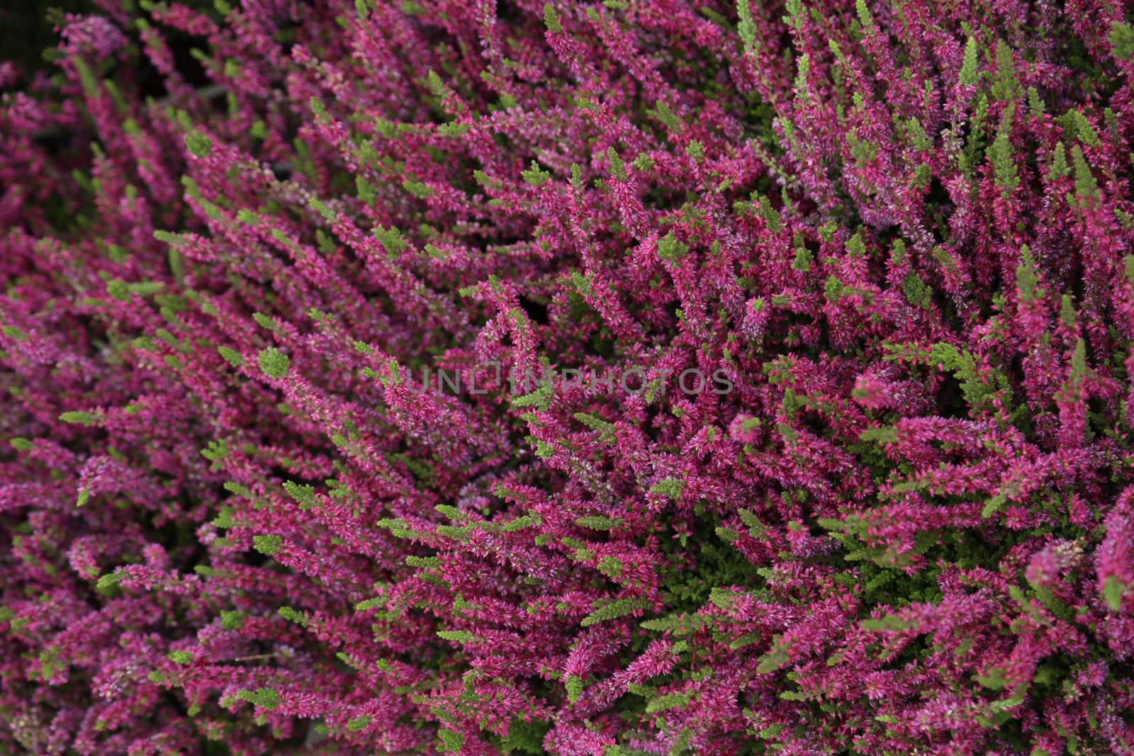 Indian Medicated Plant closeup