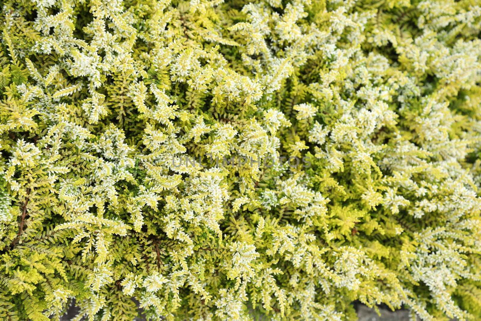Indian Medicated Plant closeup