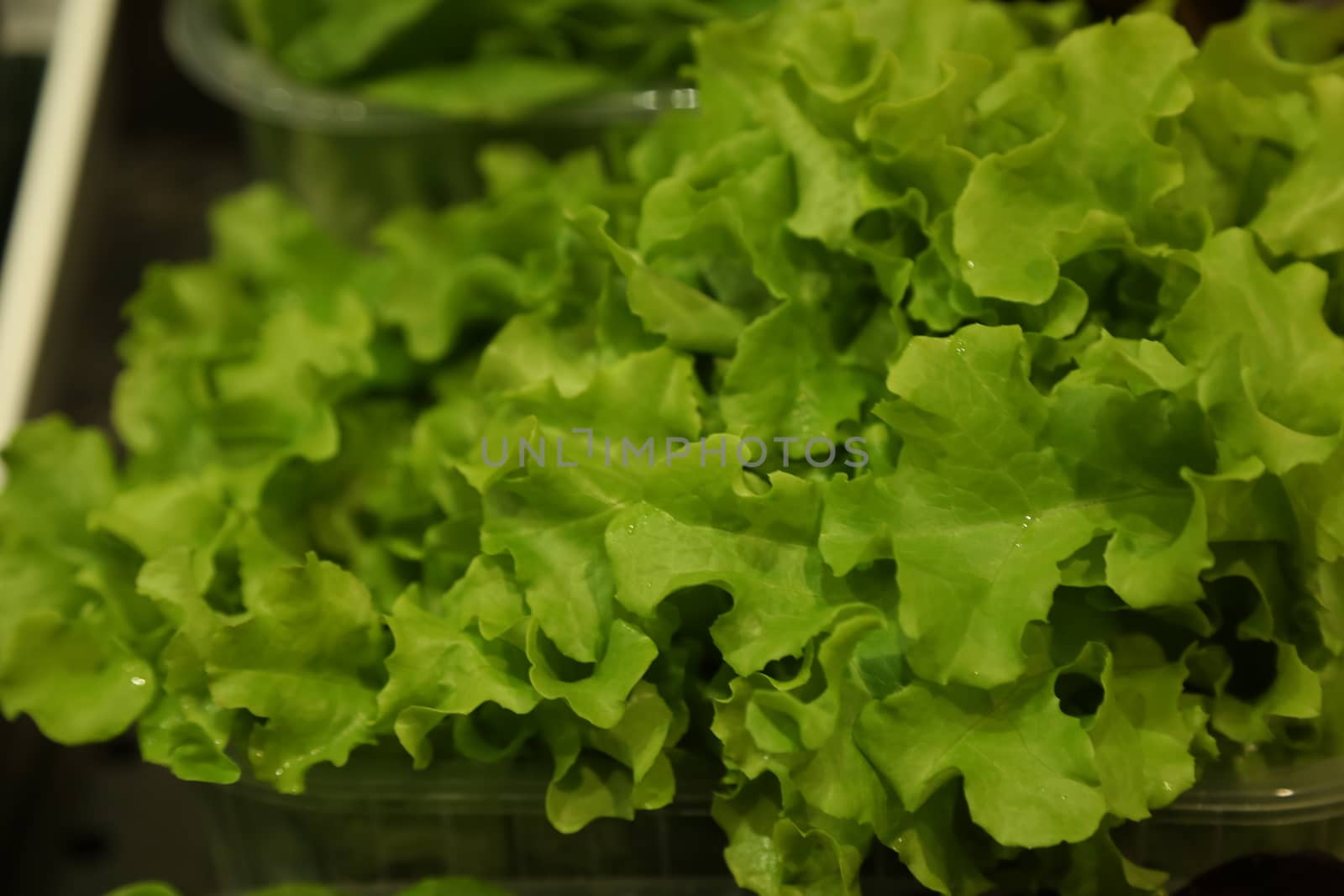Vegetables close up