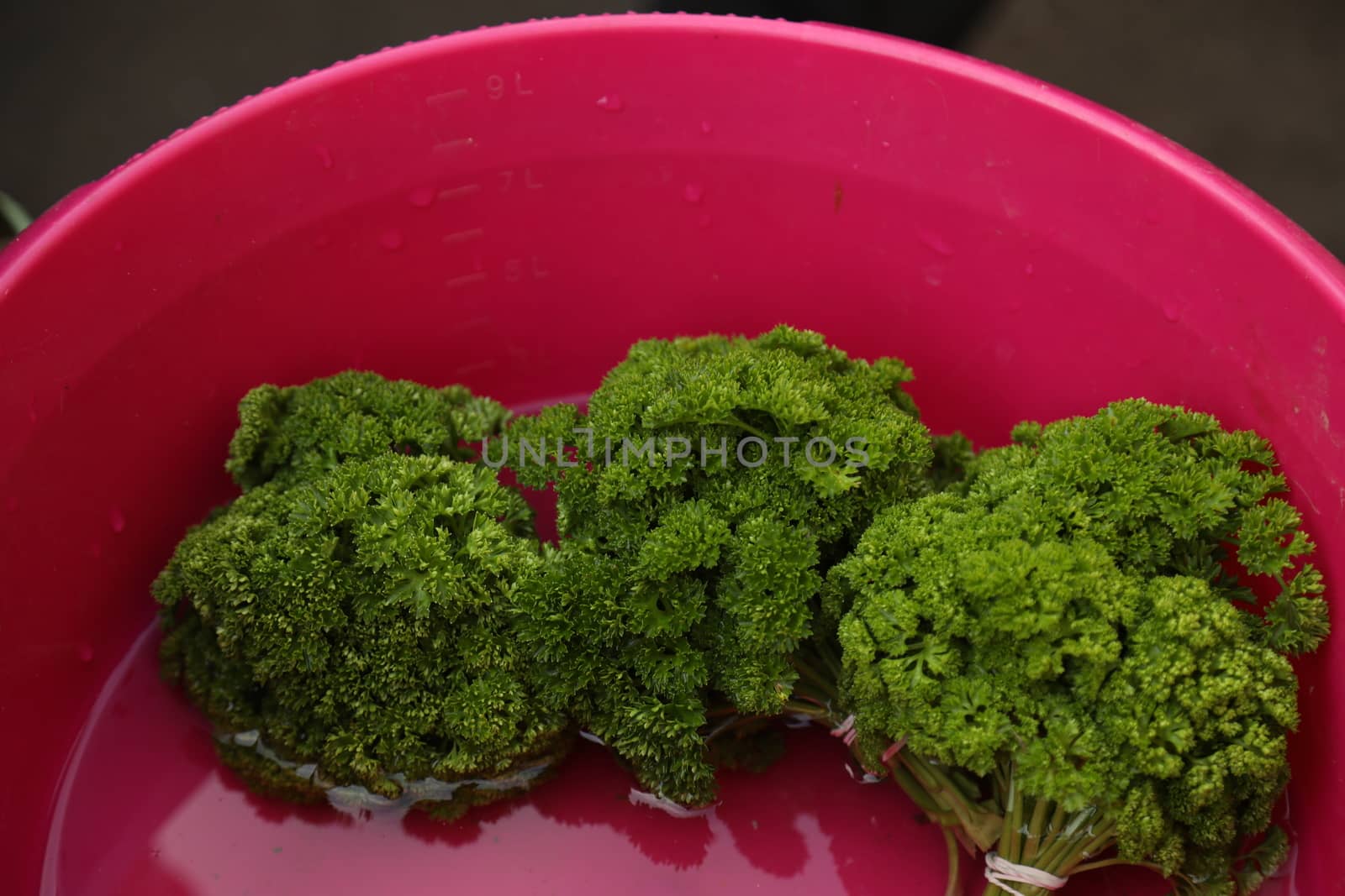 Vegetables close up