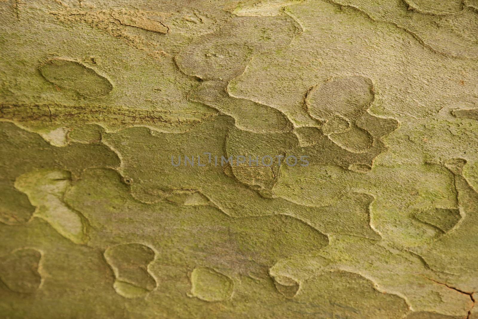 Tree Trunk texture macro shot