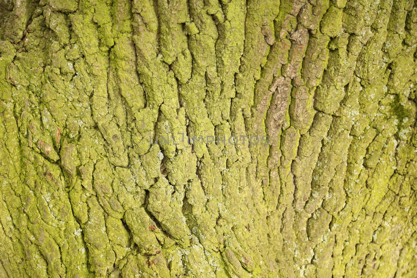 Tree Trunk texture macro shot