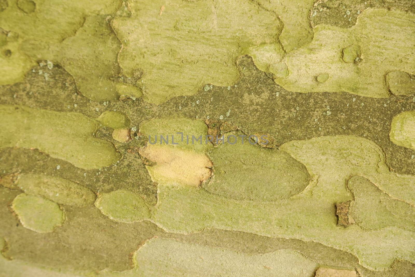 Tree Trunk texture macro shot