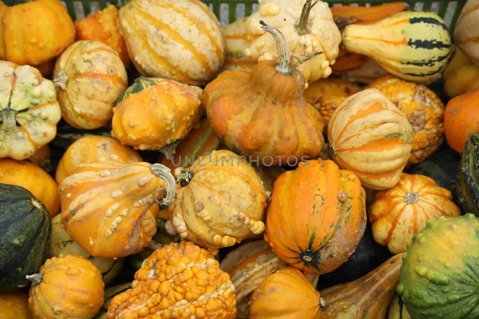 Vegetables close up
