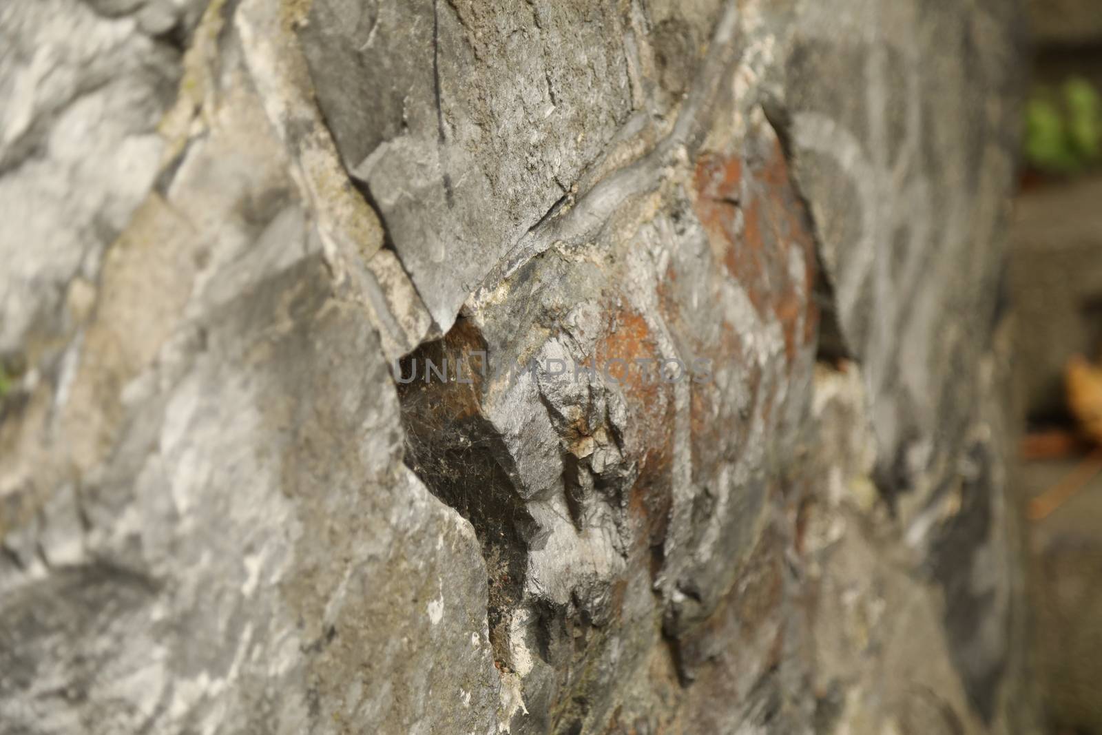 Tree Trunk texture macro shot
