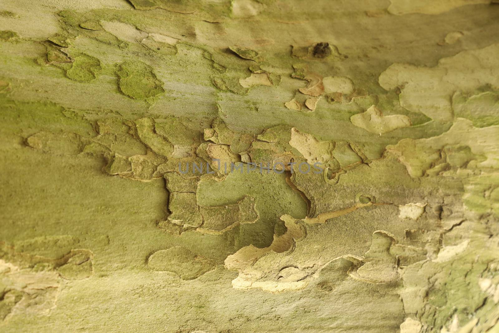 Tree Trunk texture macro shot