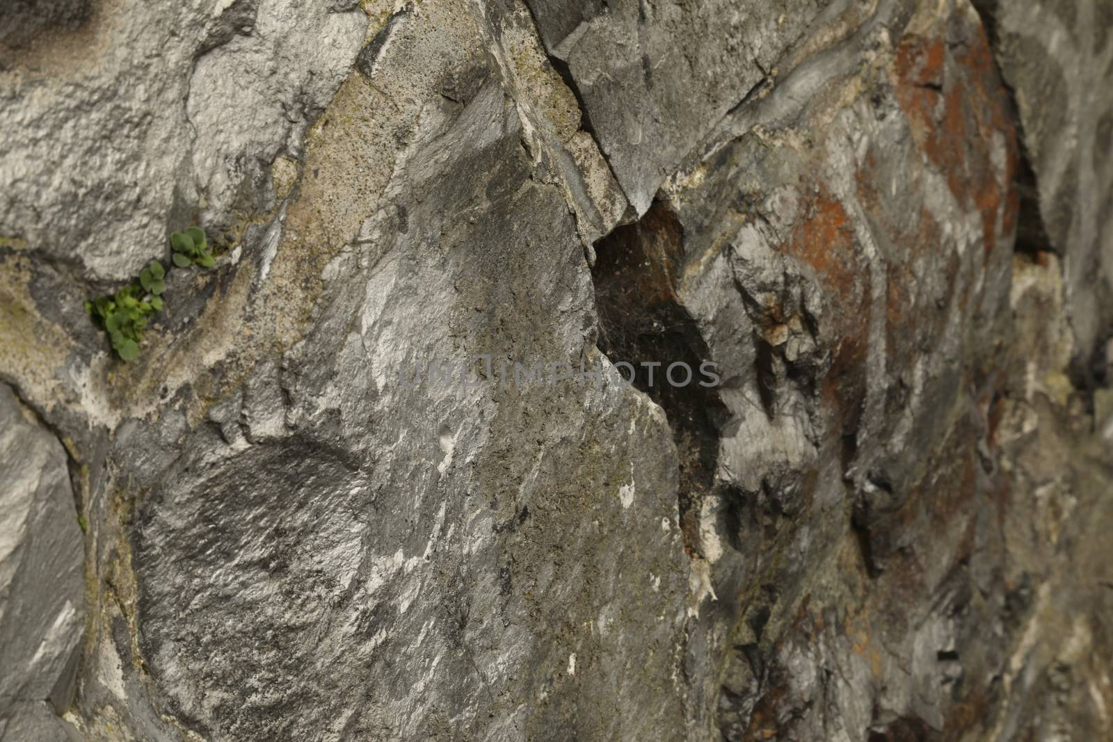 Tree Trunk texture macro shot