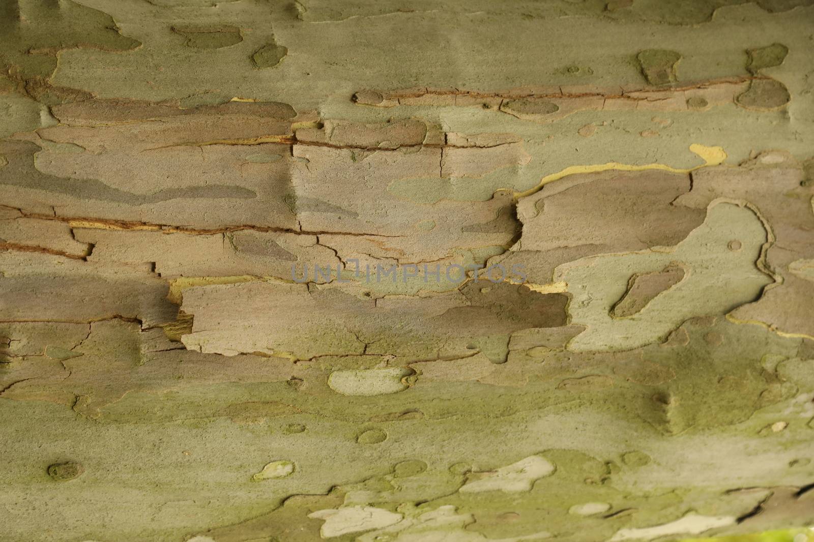Tree Trunk texture macro shot