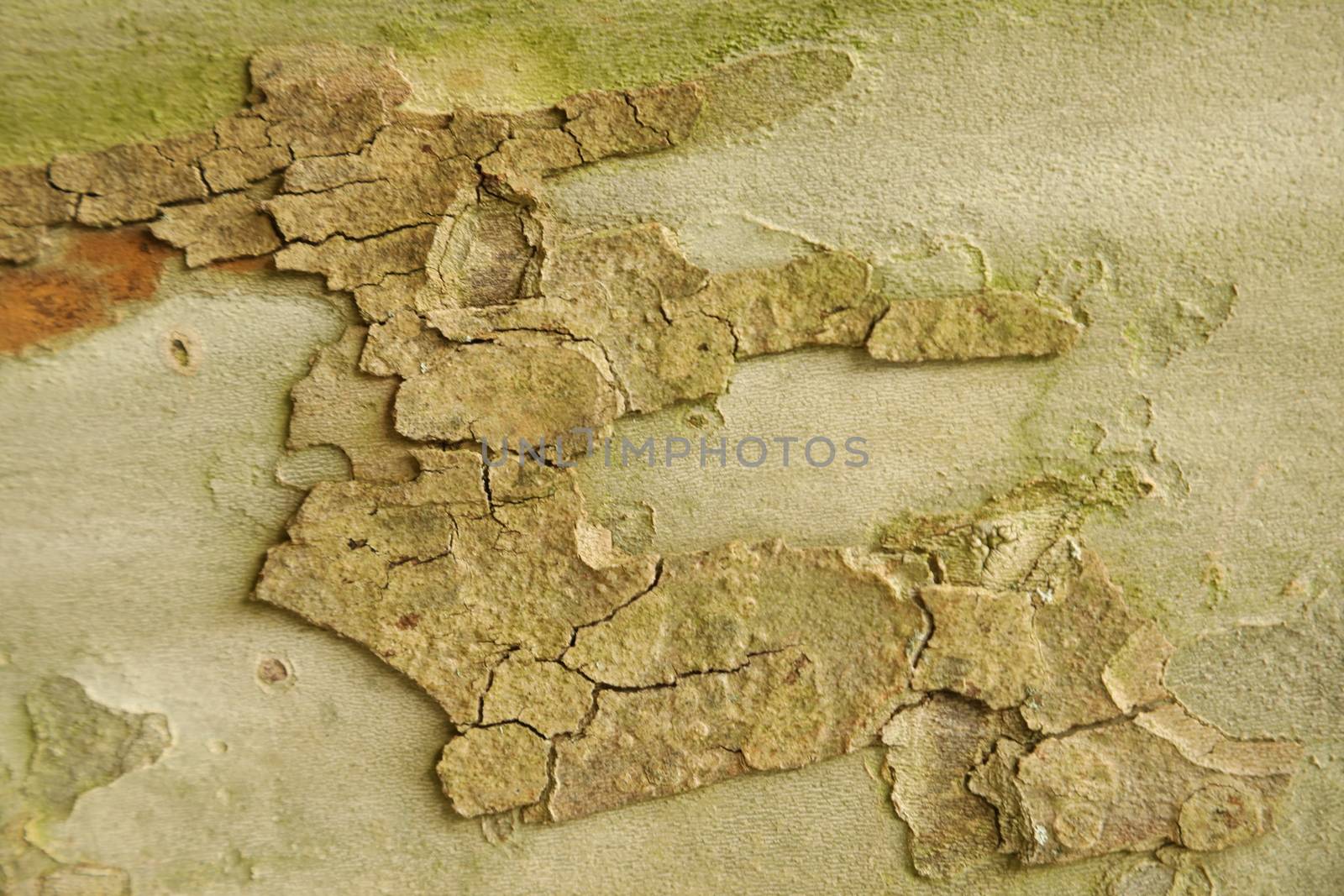 Tree Trunk texture macro shot