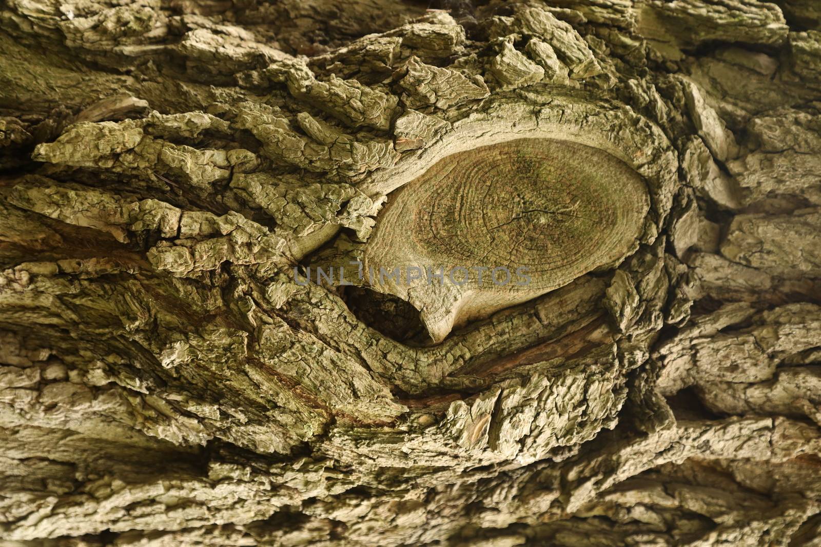 Tree Trunk texture macro shot