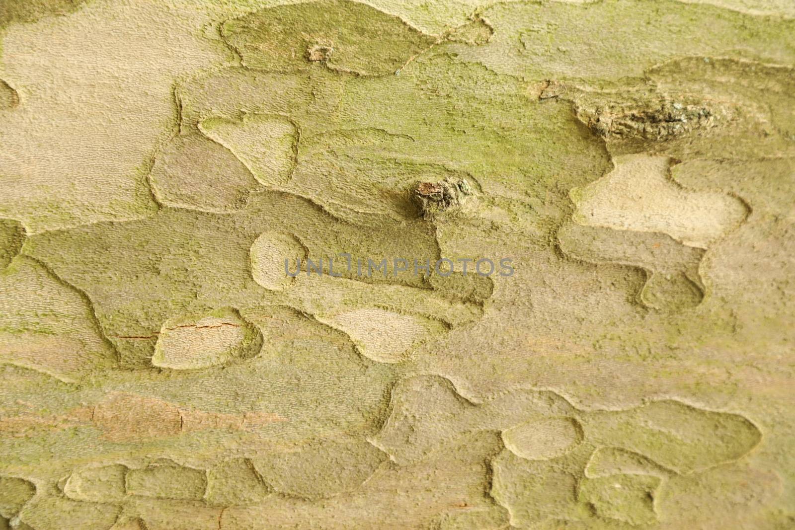Tree Trunk texture macro shot