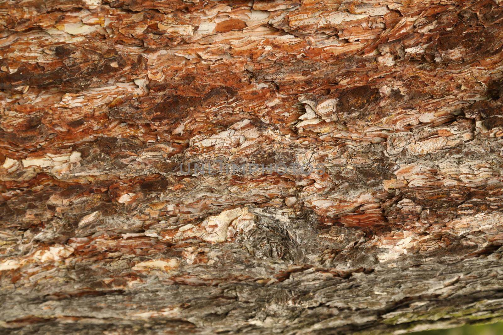 Tree Trunk texture macro shot