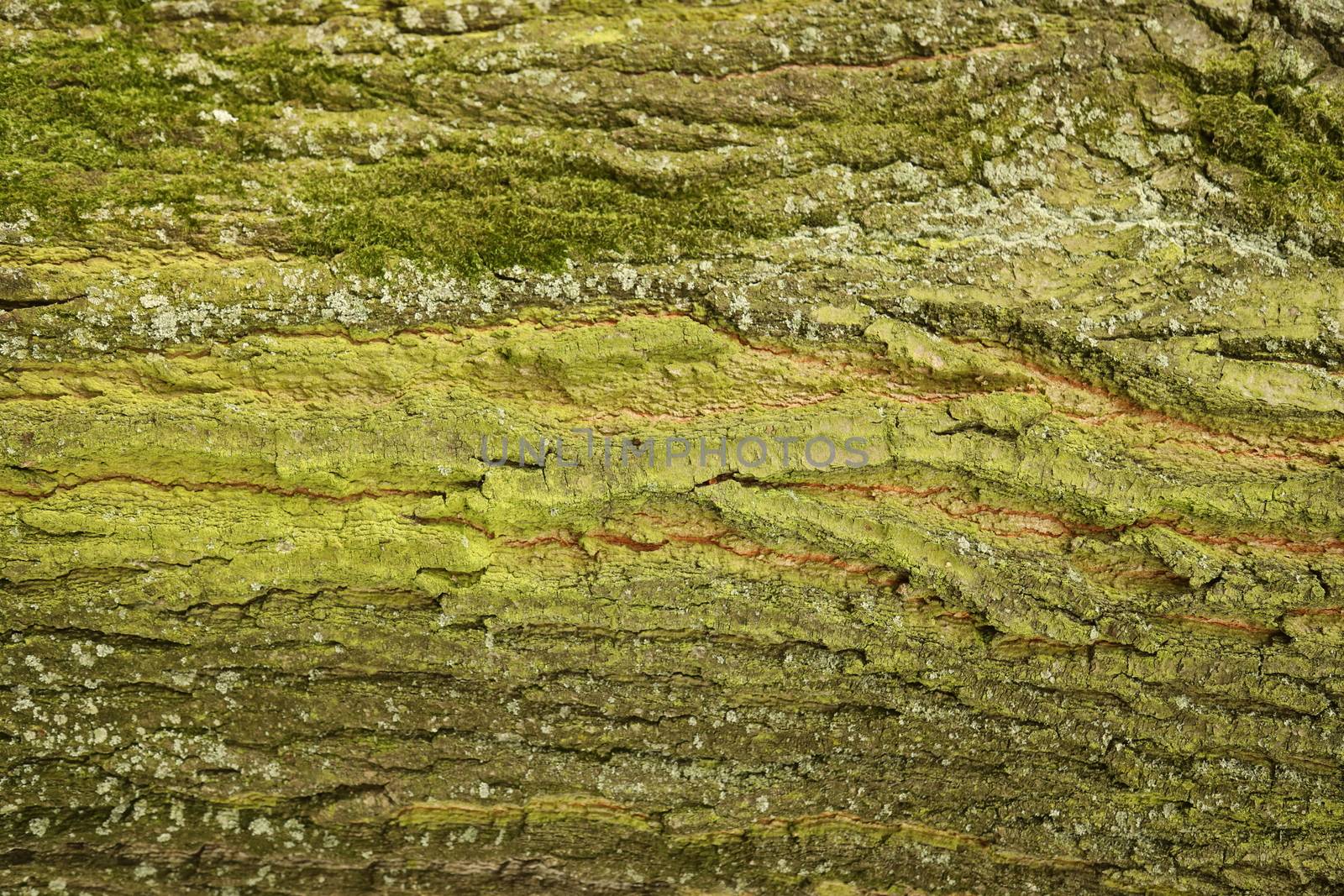 Tree Trunk texture macro shot
