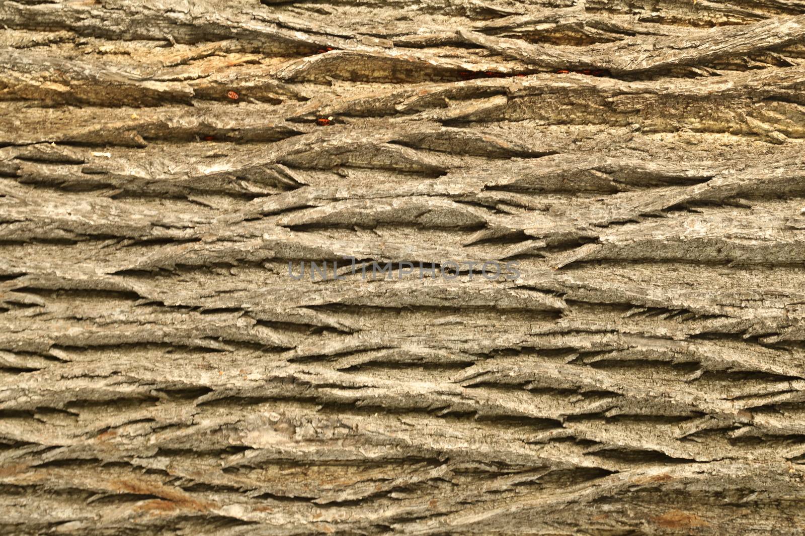 Tree Trunk texture macro shot