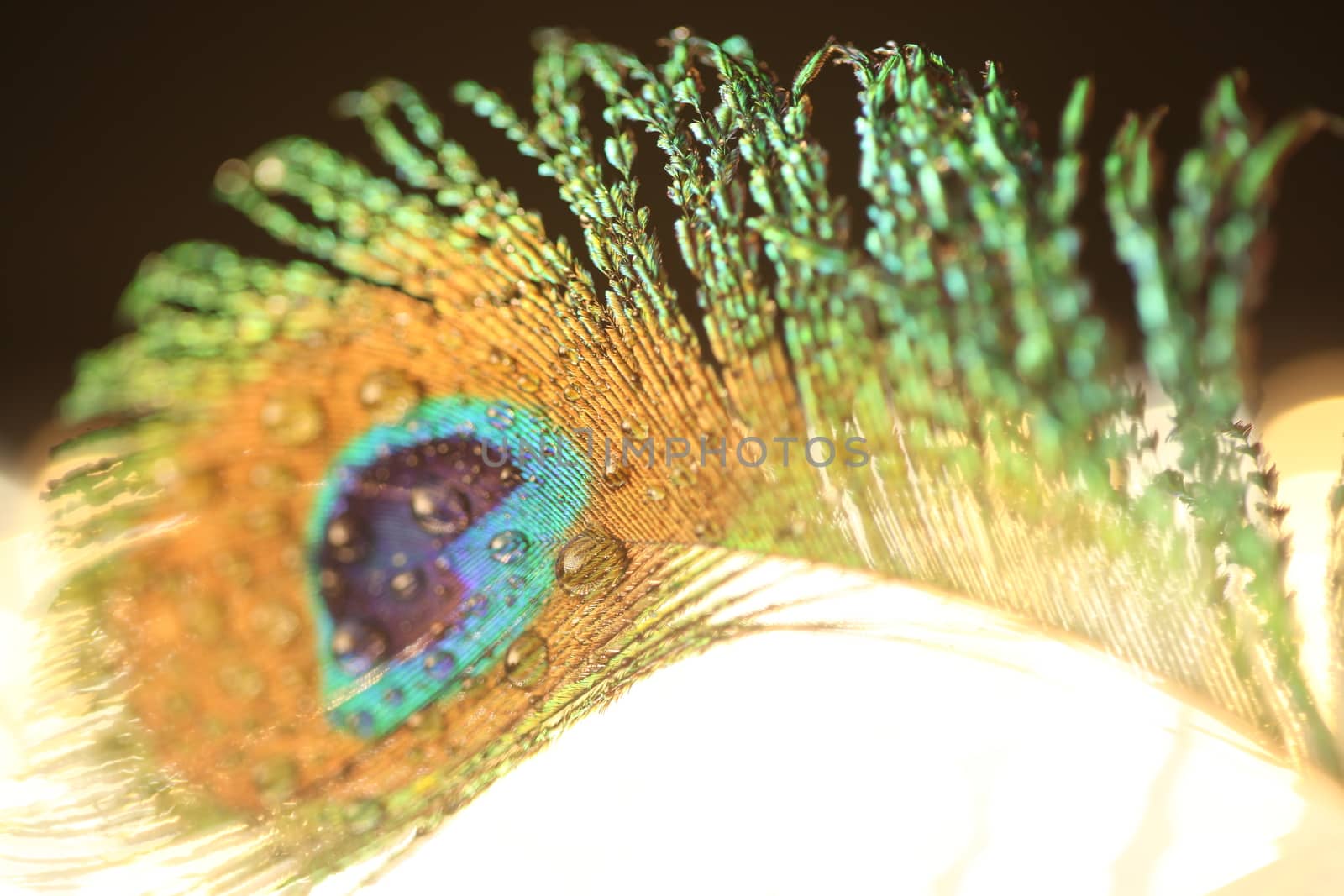 peacock feather closeup by rajastills
