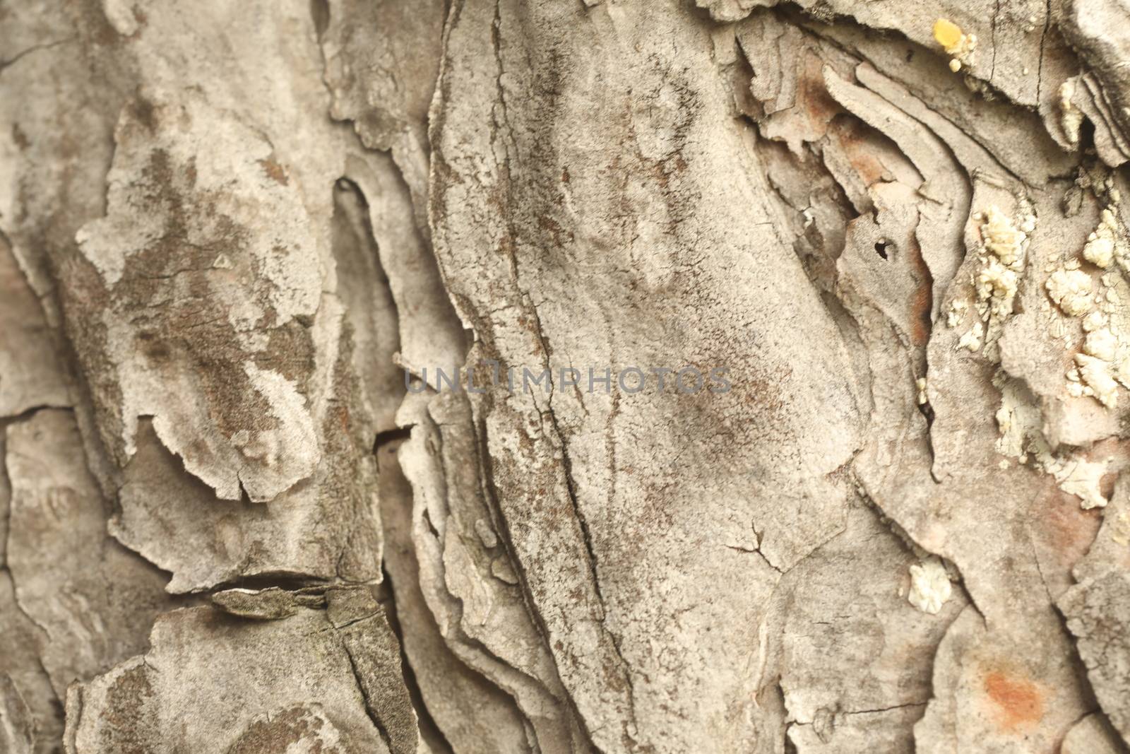 Tree Trunk texture macro shot