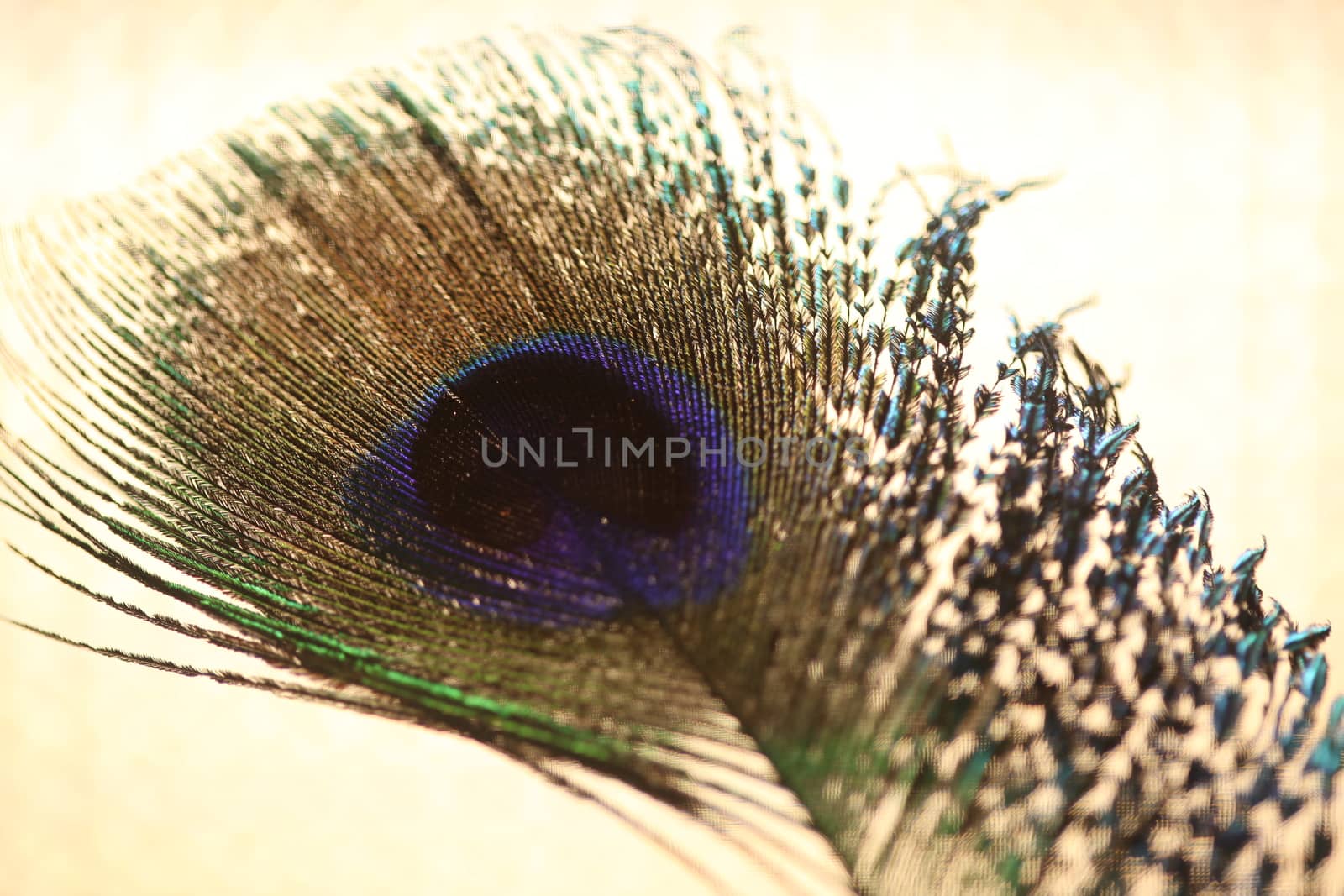 peacock feather closeup