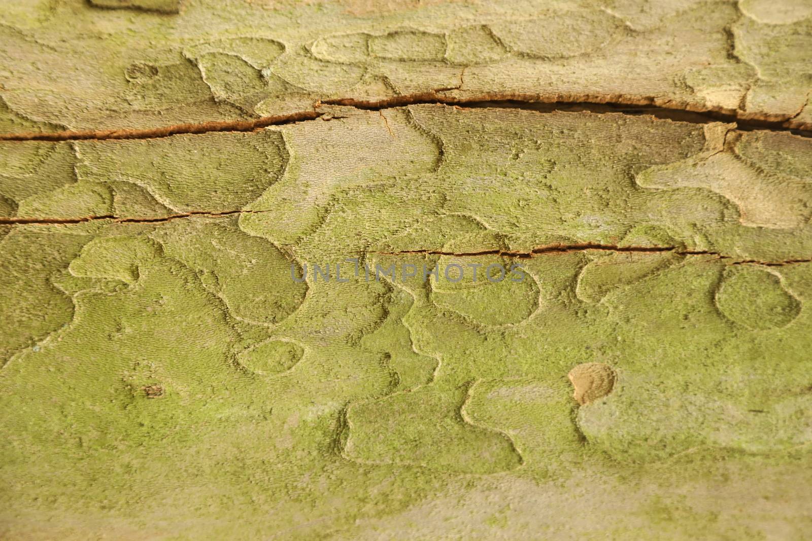 Tree Trunk texture macro shot