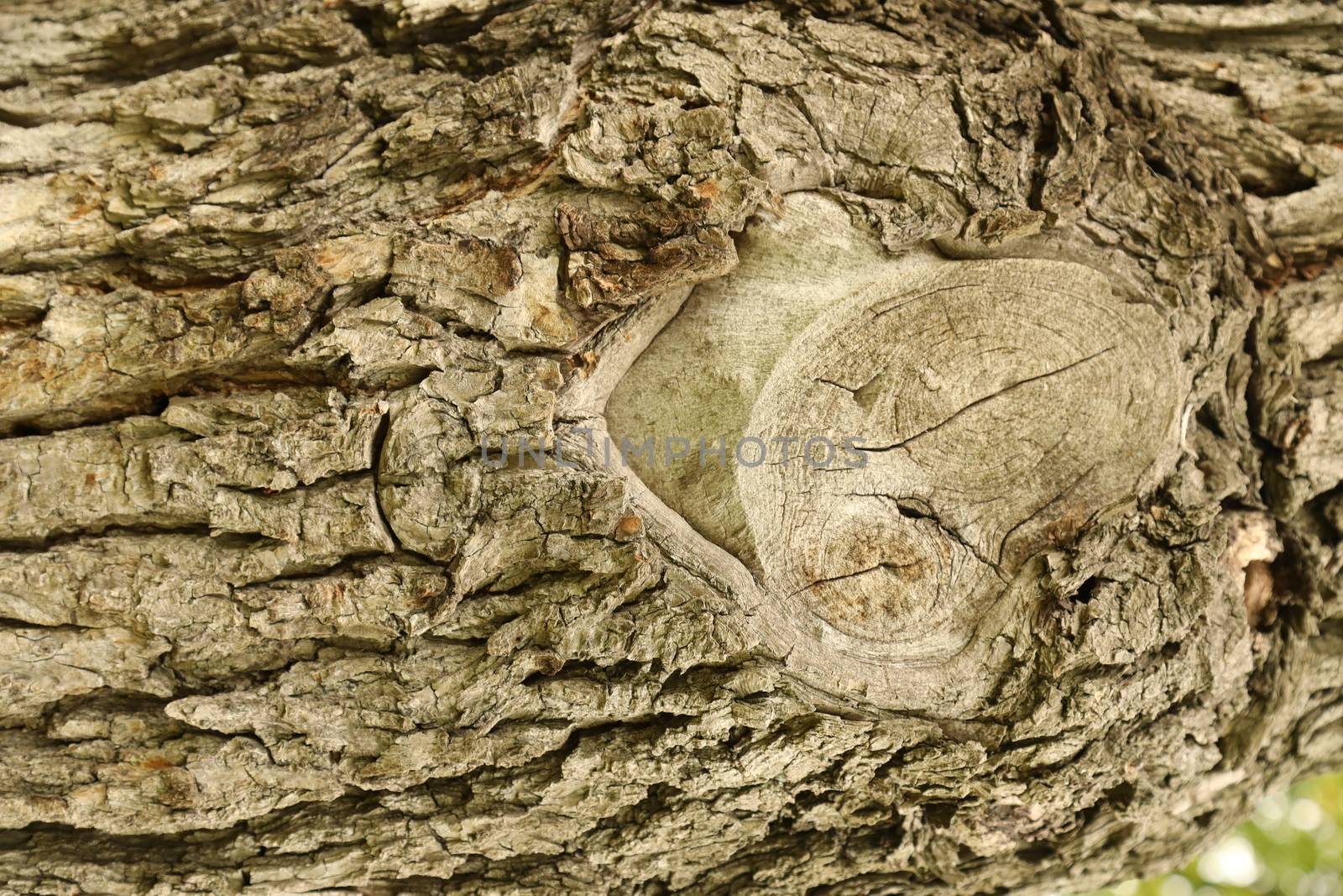 Tree Trunk texture macro shot