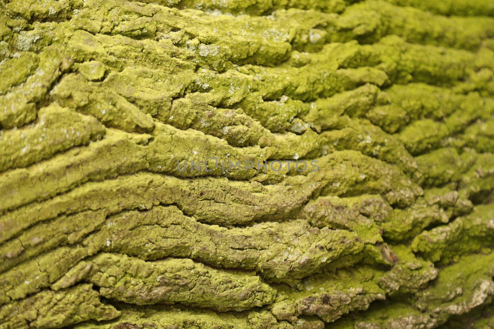 Tree Trunk texture macro shot