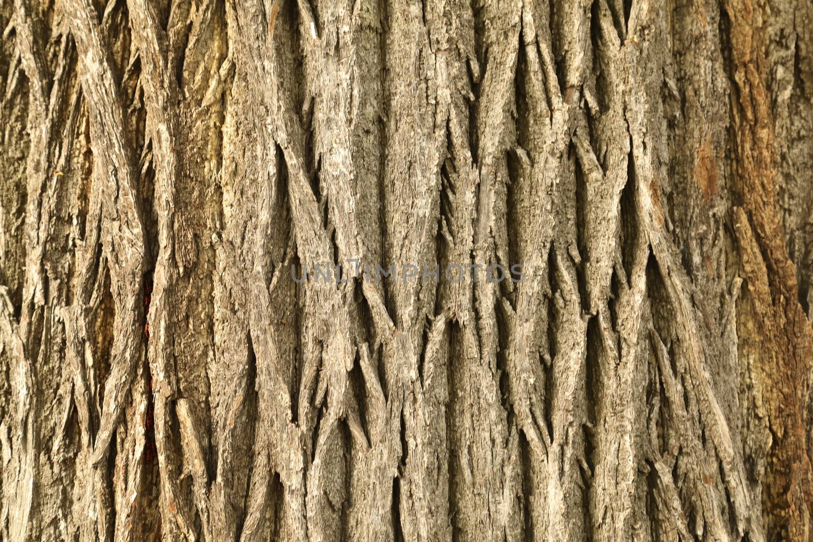 Tree Trunk texture macro shot