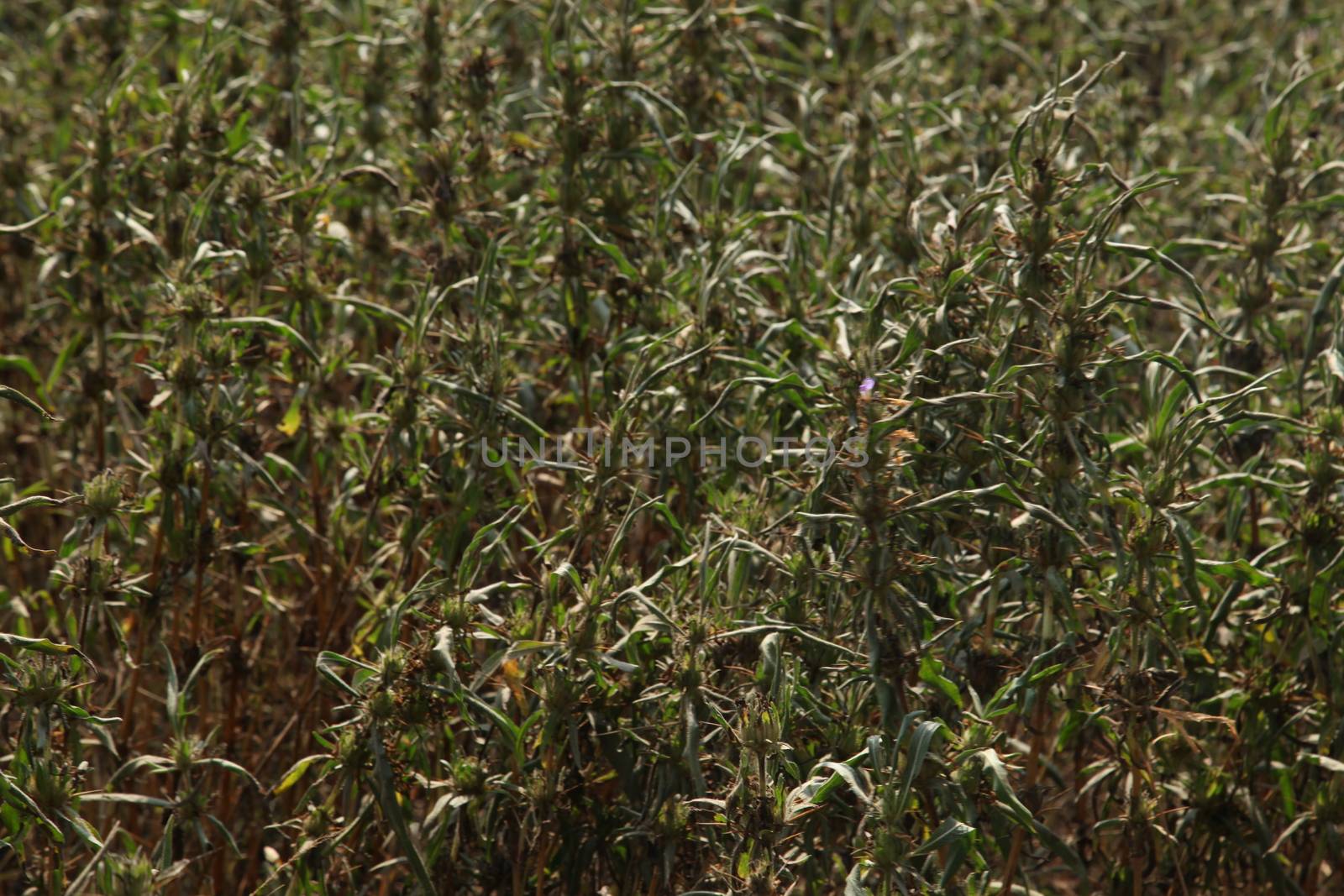 Ocimum Tenuiflorum Plant