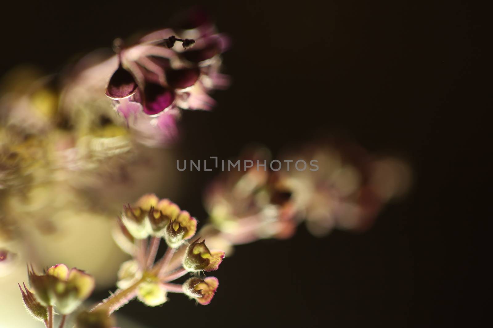 Ocimum Tenuiflorum Plant