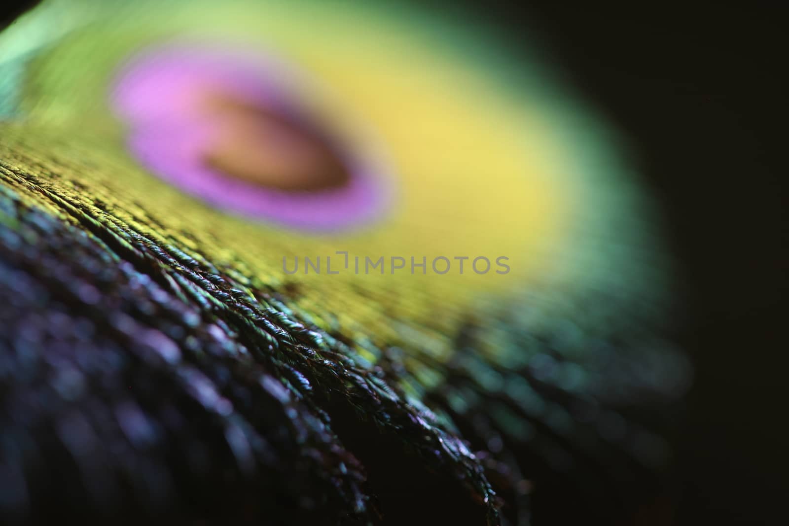 peacock feather closeup