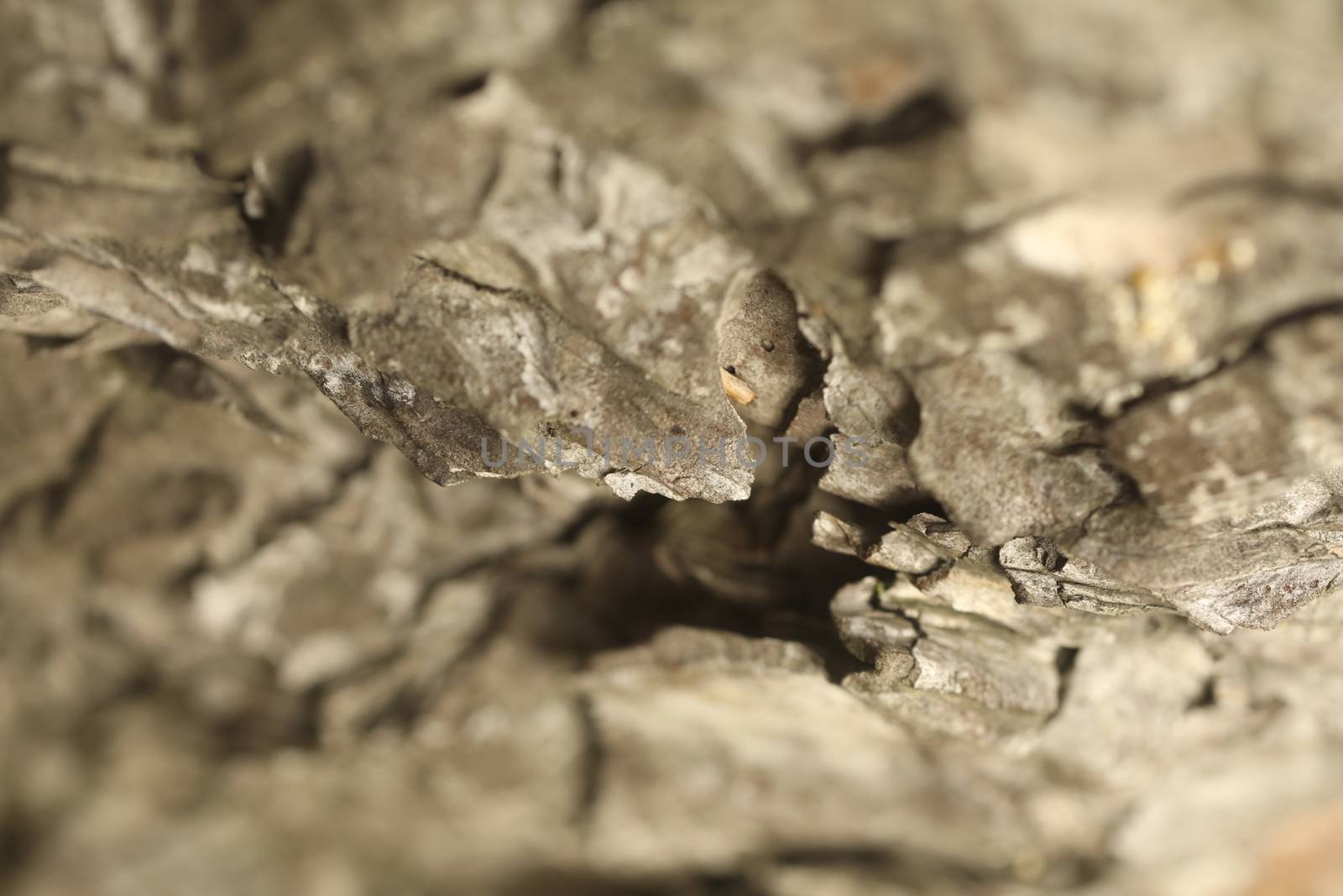 Tree Trunk texture macro shot
