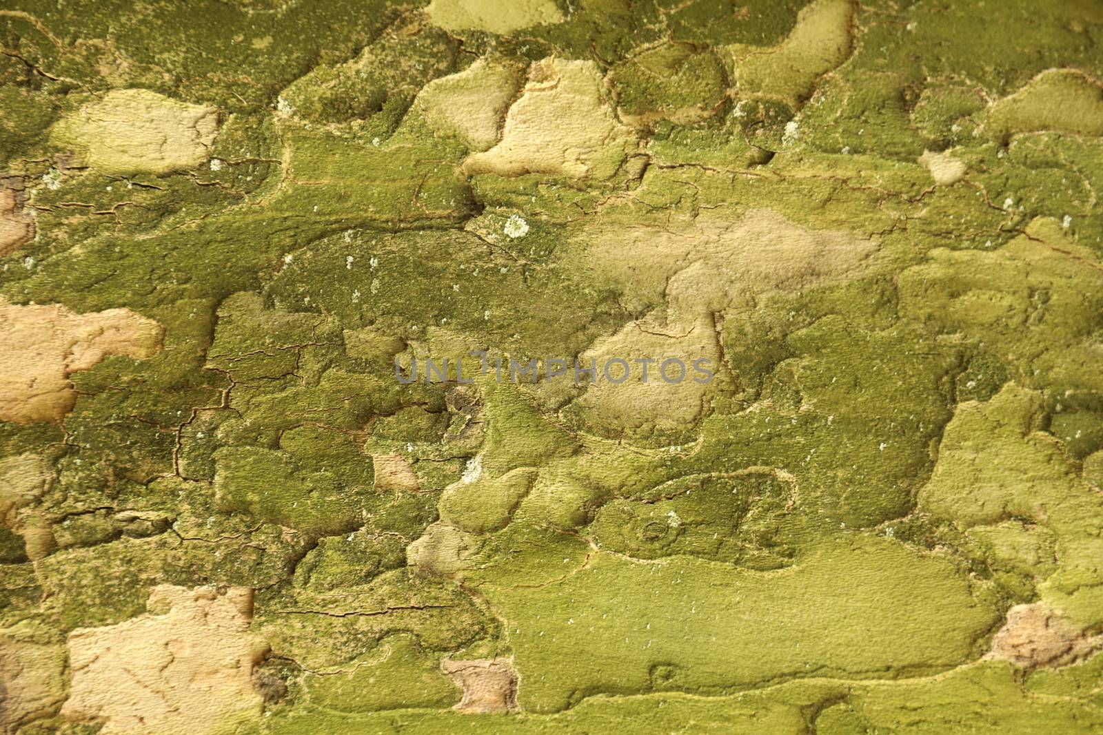 Tree Trunk texture macro shot