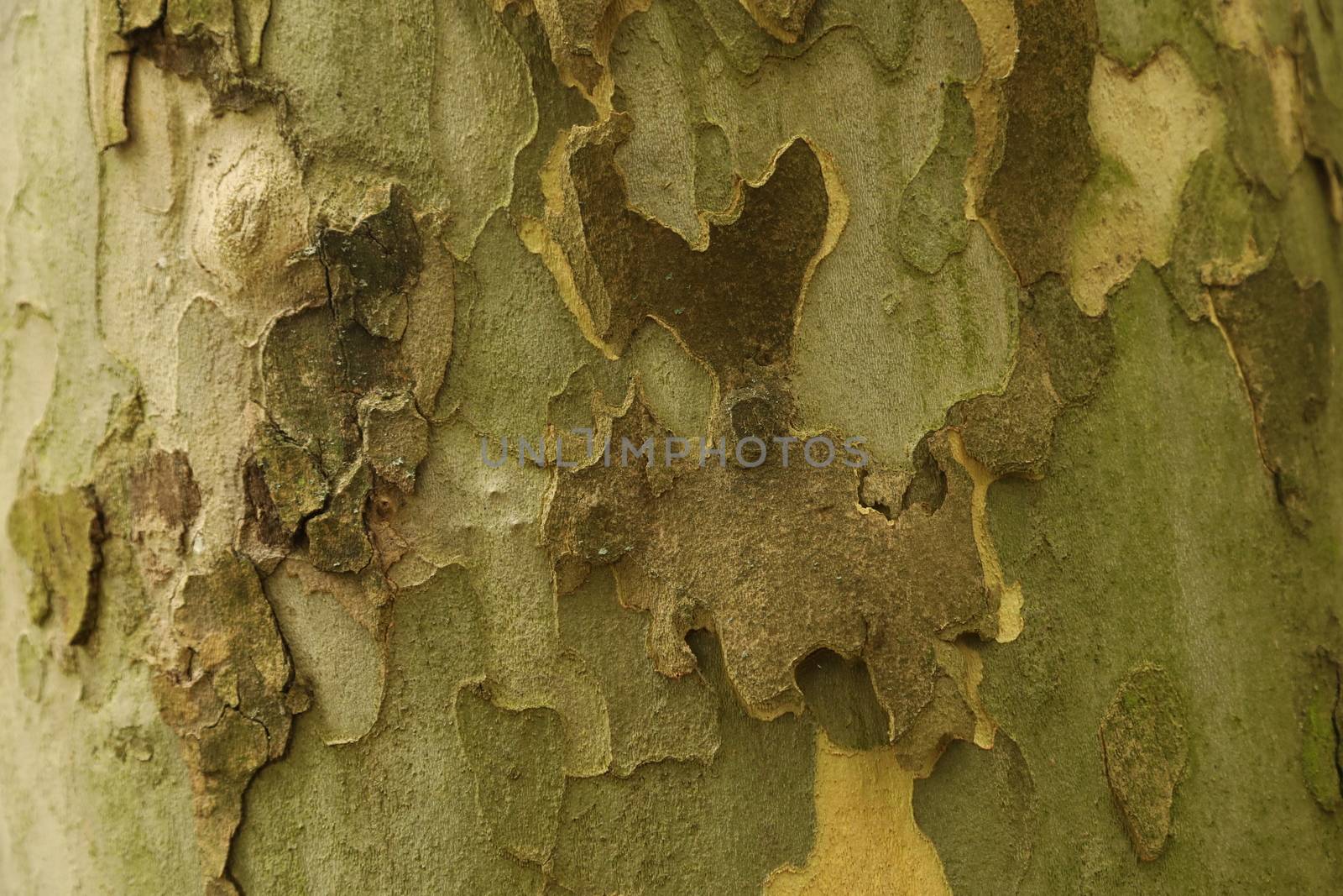 Tree Trunk texture macro shot