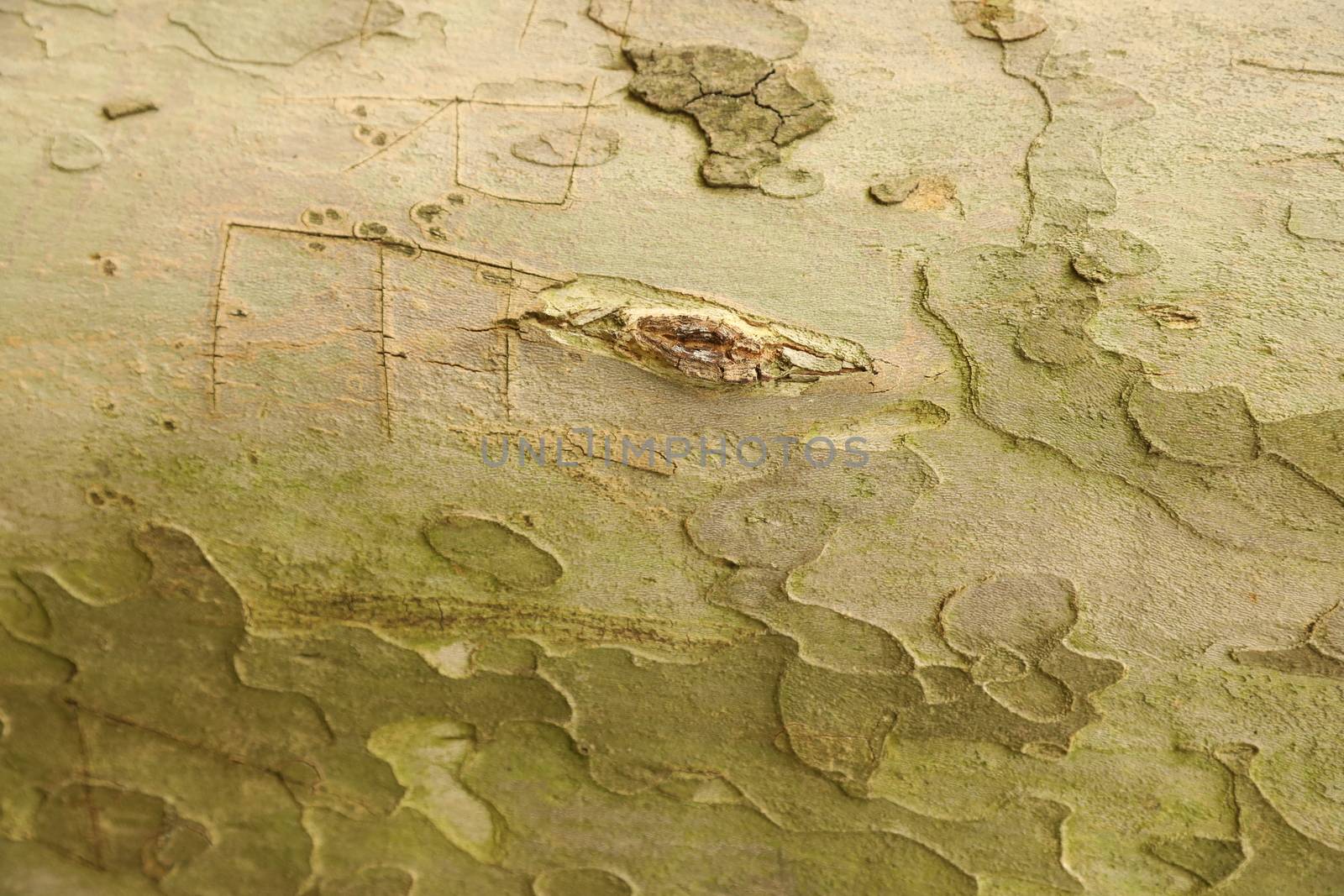 Tree Trunk texture macro shot