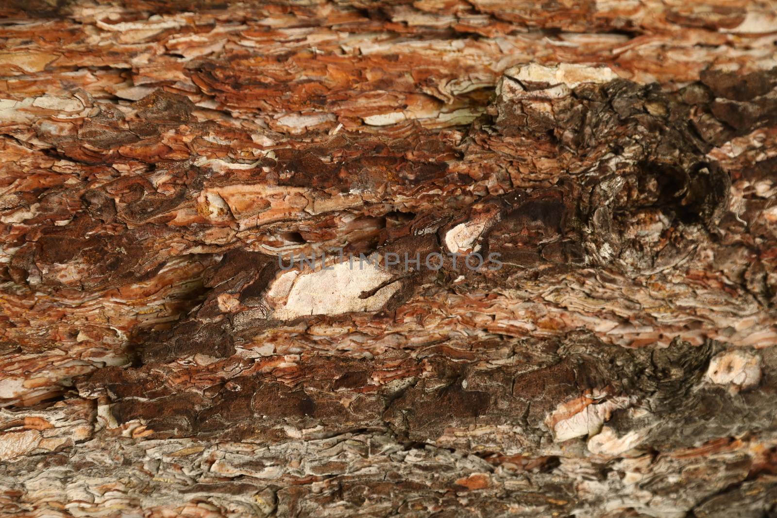 Tree Trunk texture macro shot
