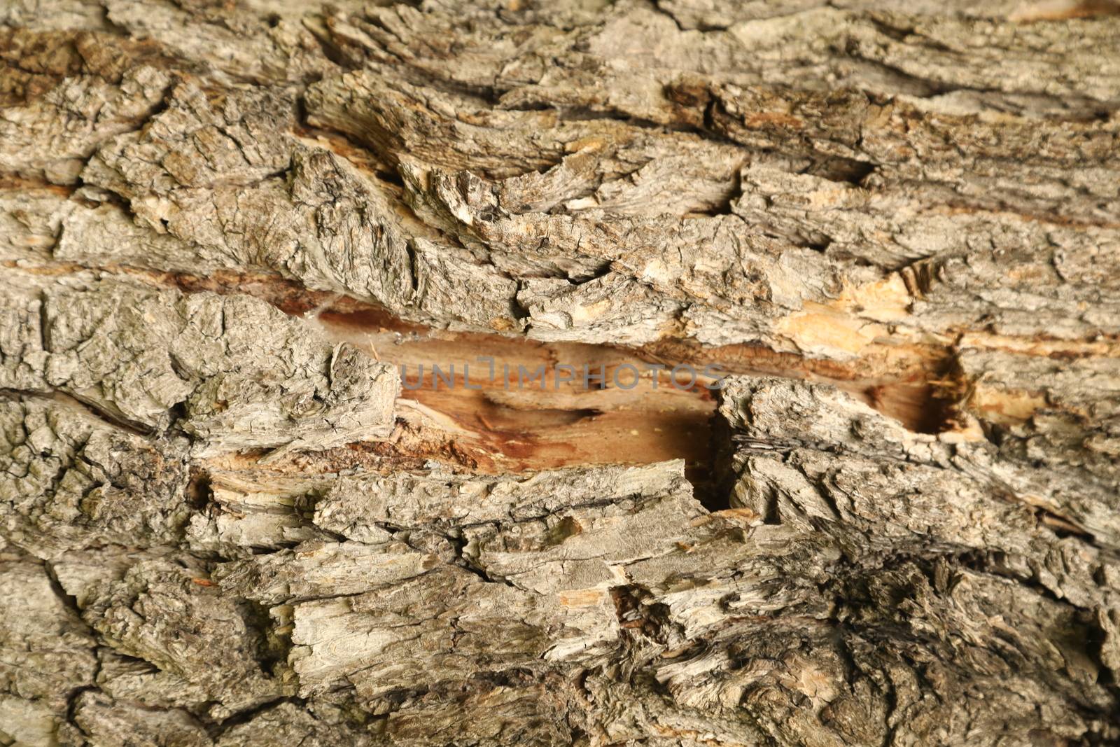 Tree Trunk texture macro shot