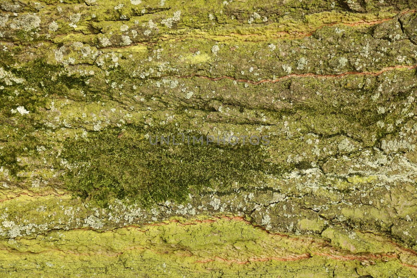 Tree Trunk texture macro shot