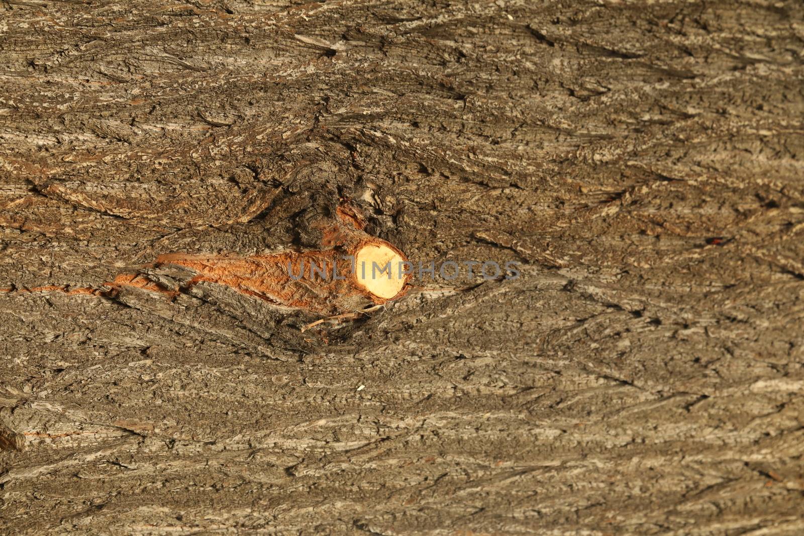 Tree Trunk texture macro shot