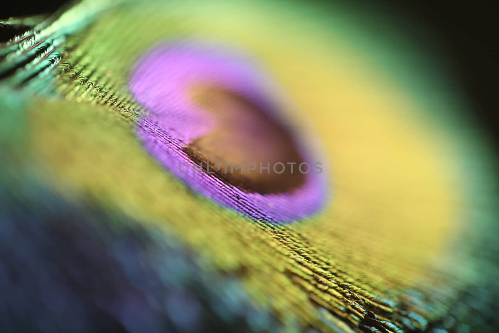 peacock feather closeup by rajastills