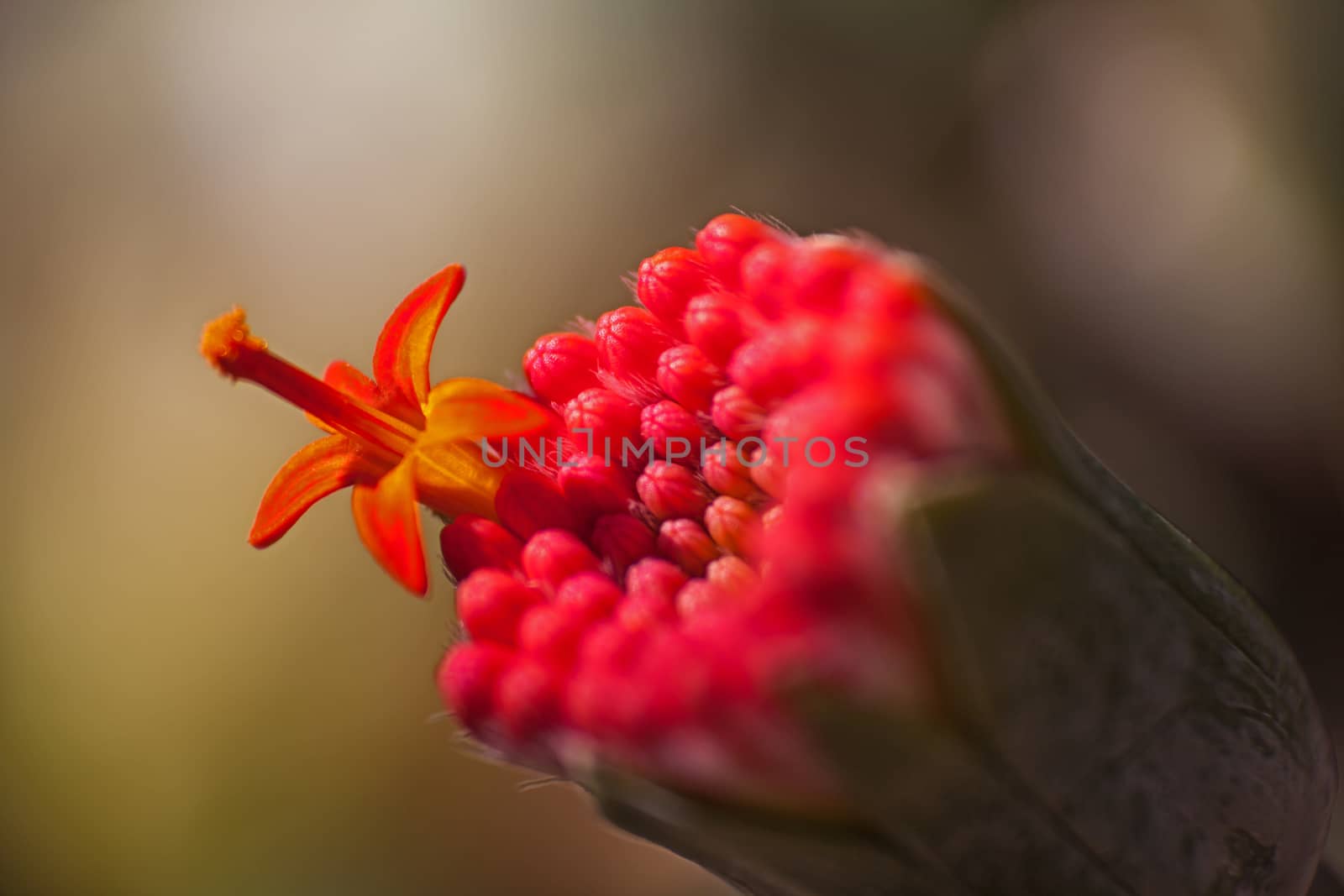 The first flower opening on the inflorescence of the Senecio fulgens