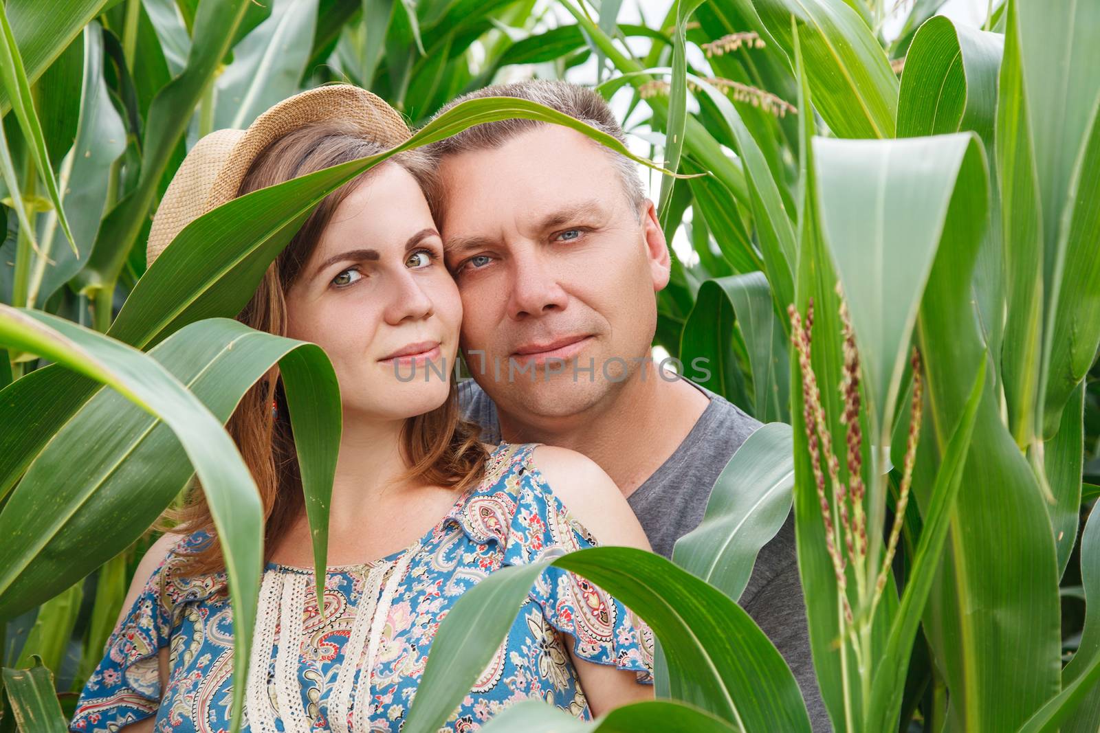 couple of lovers walk on a corn field on a sunny summer day