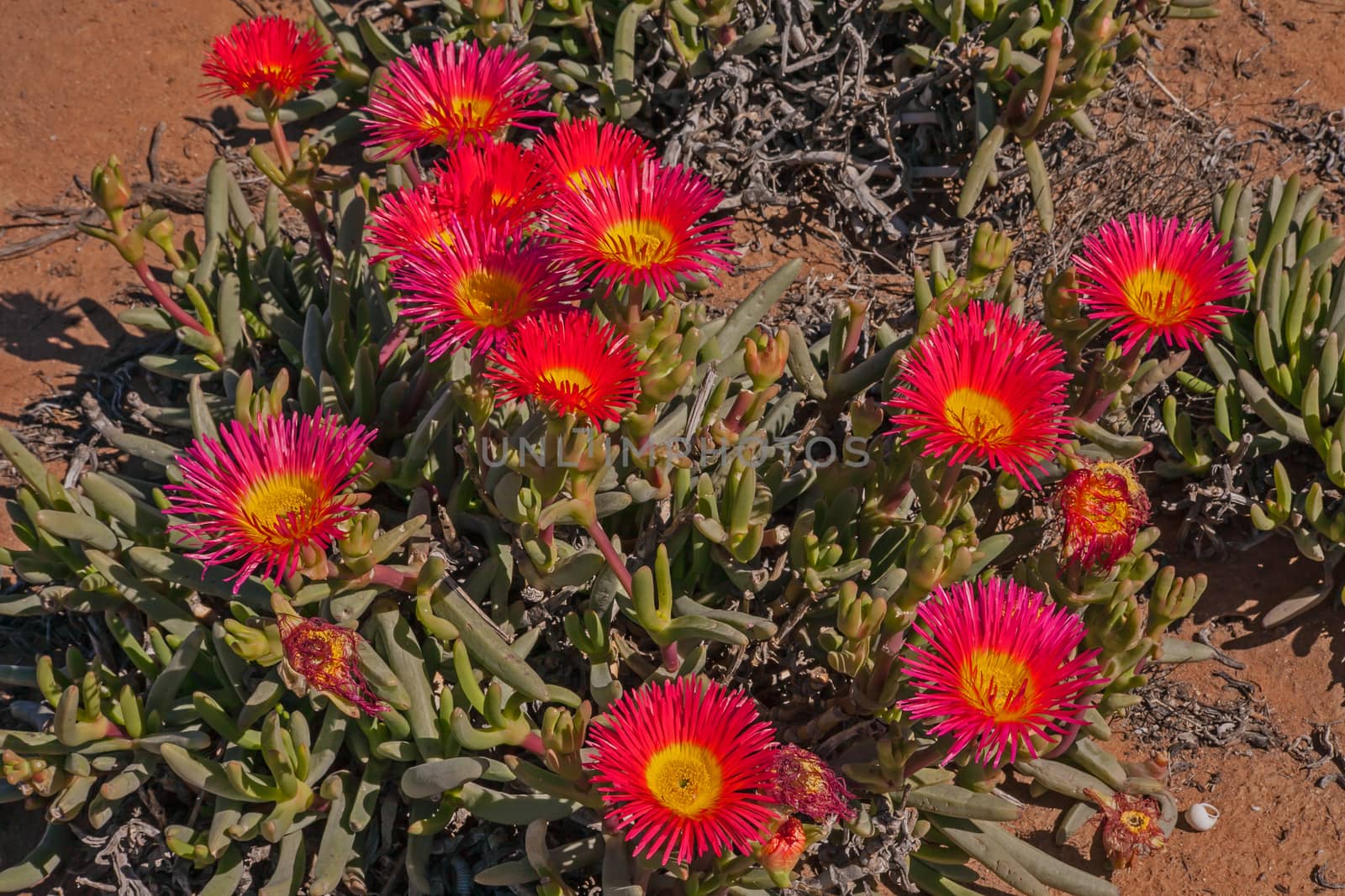 A plant of the Giant Mat Vygie (Jordaaniella spongiosa) displaying several large bright flowers of the forms part of the Spring flower display of the Namaqualand region in South Africa.