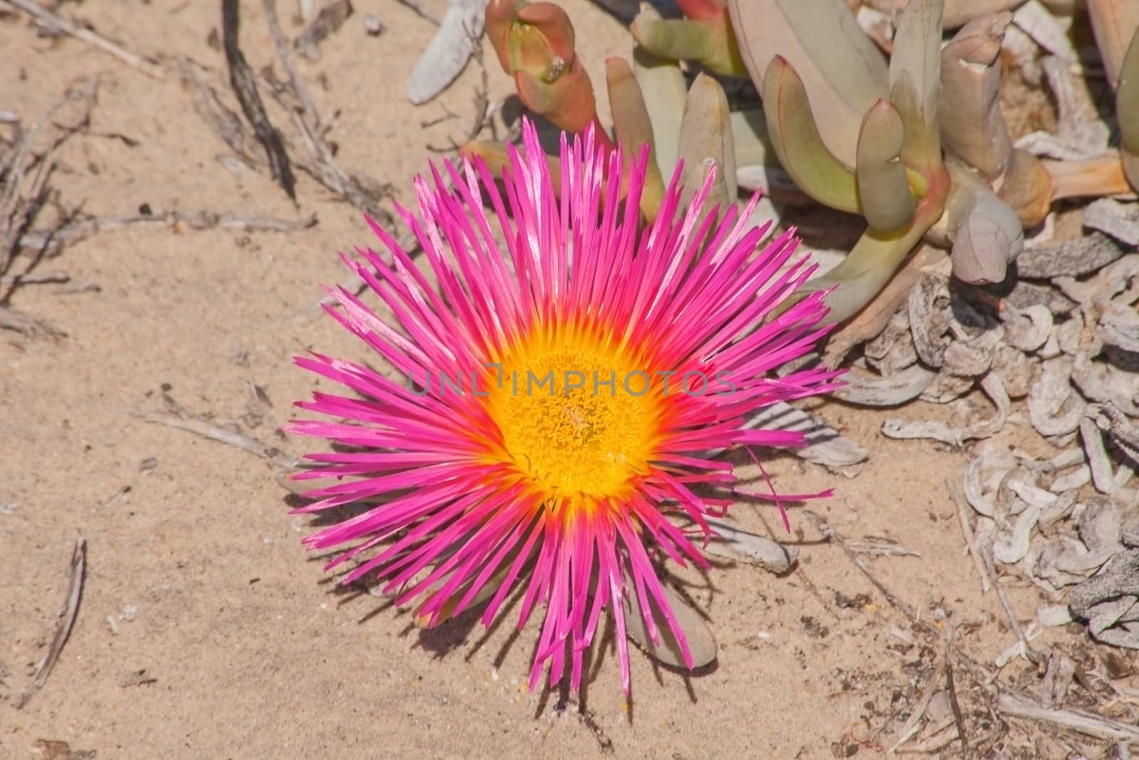 Giant Mat Vygie Cephalophyllum spongiosum 12286 by kobus_peche