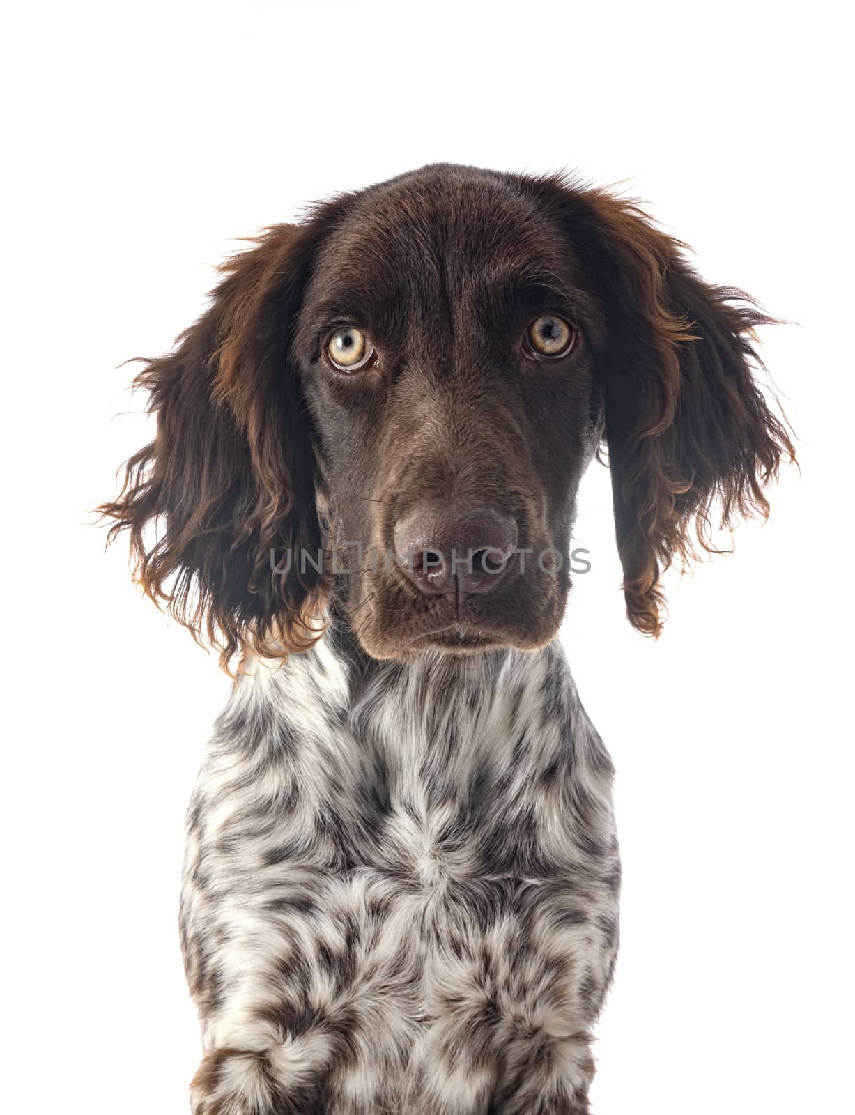 Small Munsterlander in front of white background