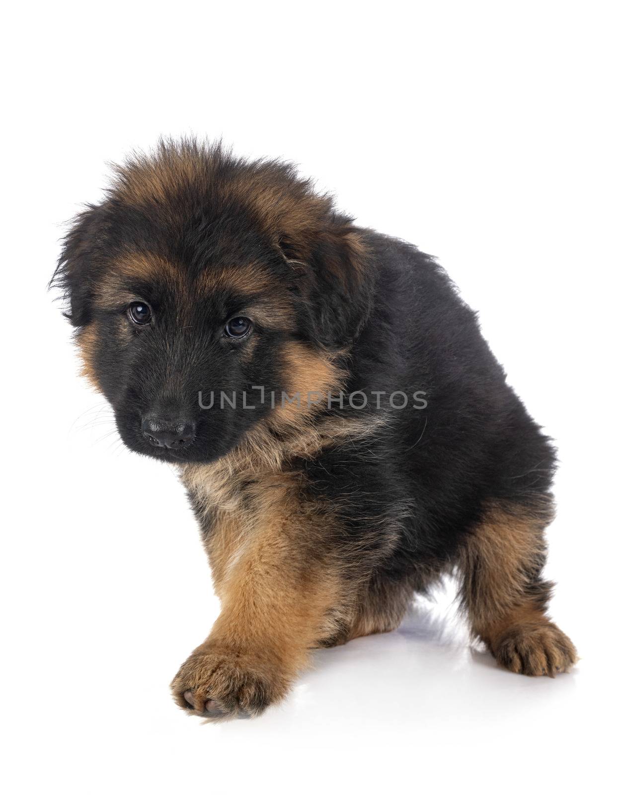 puppy german shepherd in front of white background