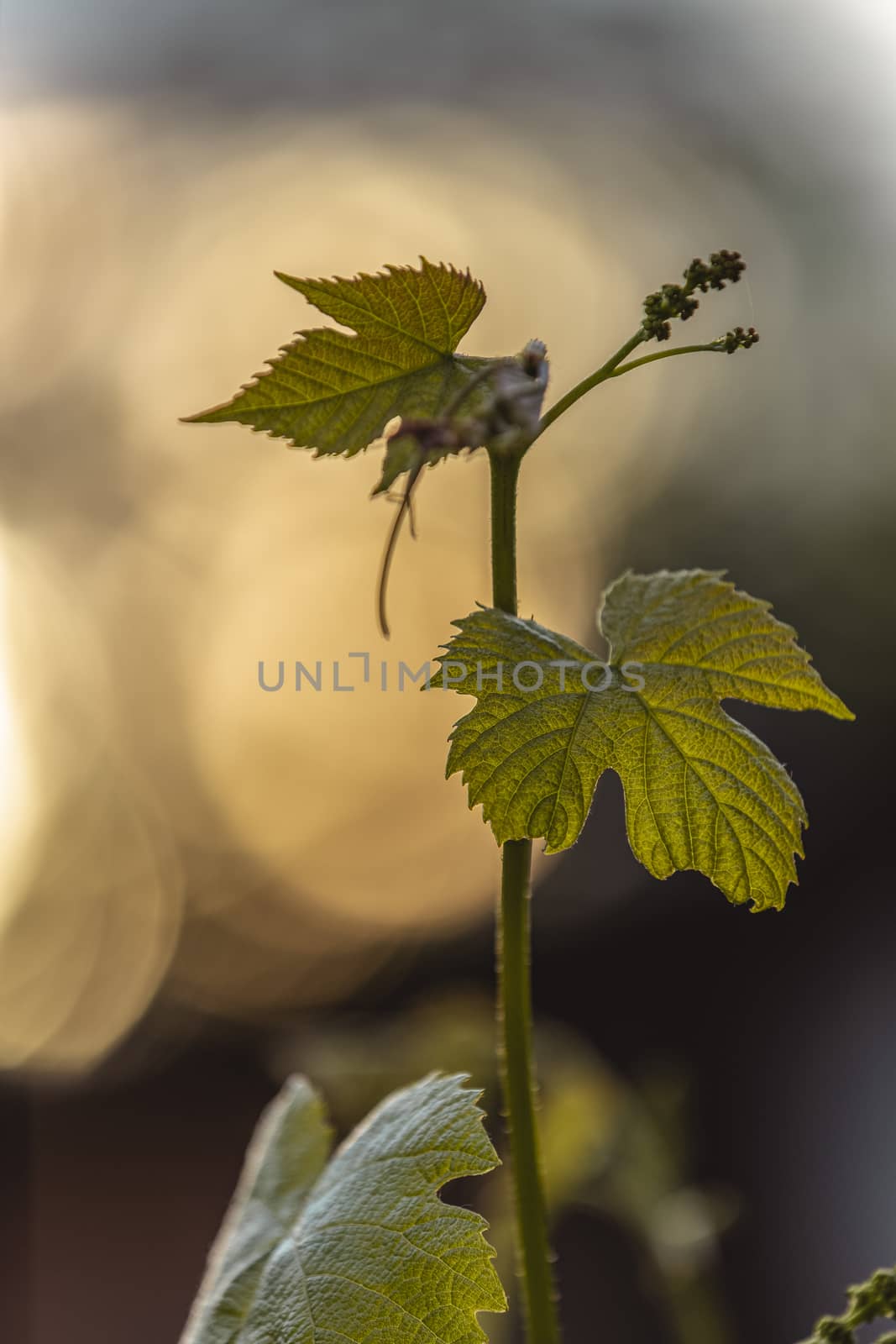 Branch of young grapes on a background of the setting sun, young vine branch. Stunning spring distillery agriculture backdrop