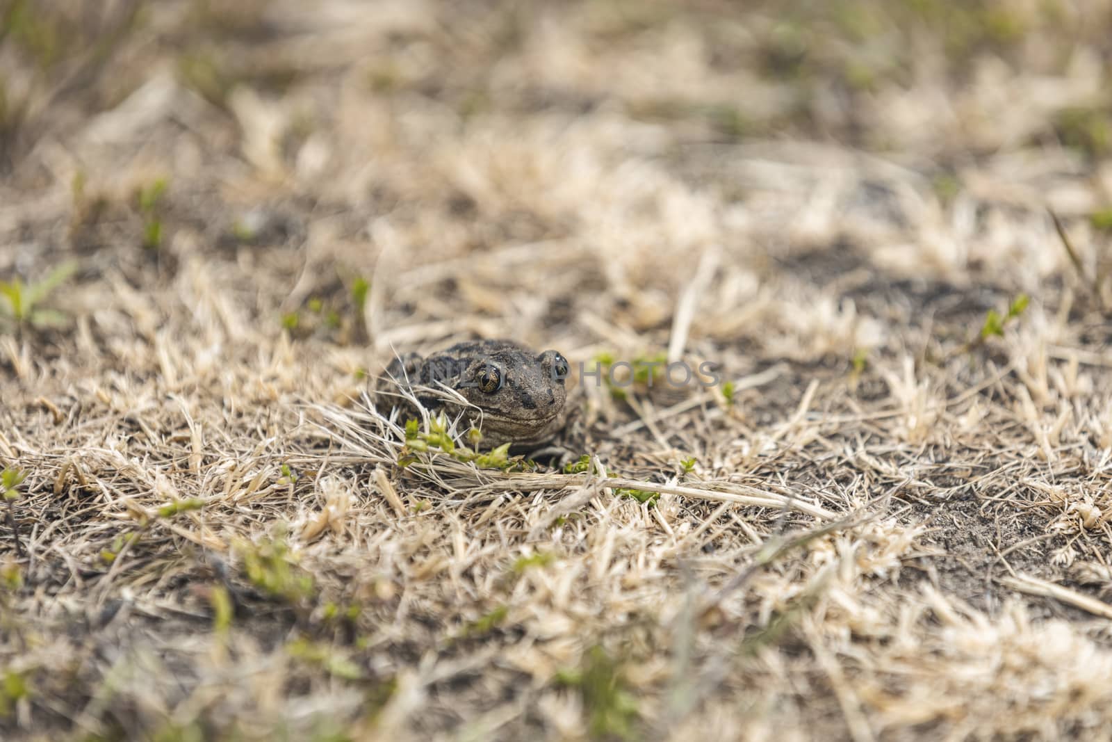 Animal frog garlic toad Pelobates fuscus sitting in the grass. C by ArtSvitlyna