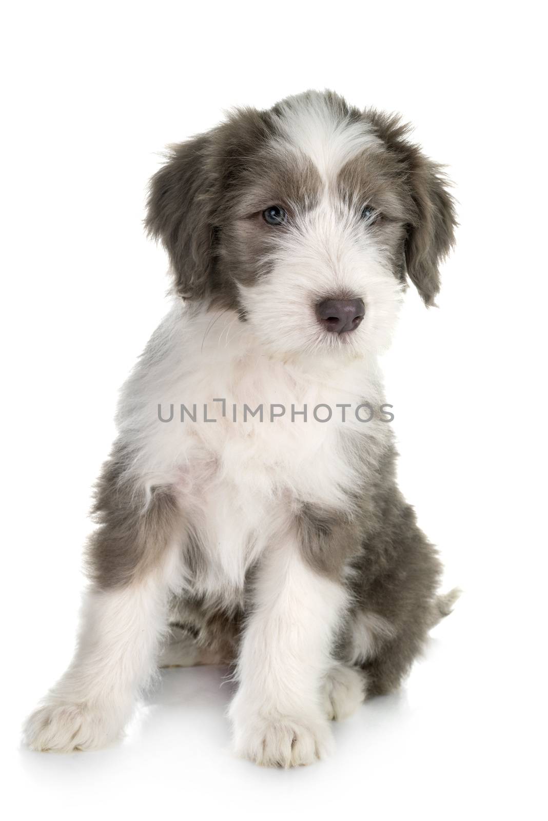 puppy bearded collie in front of white background