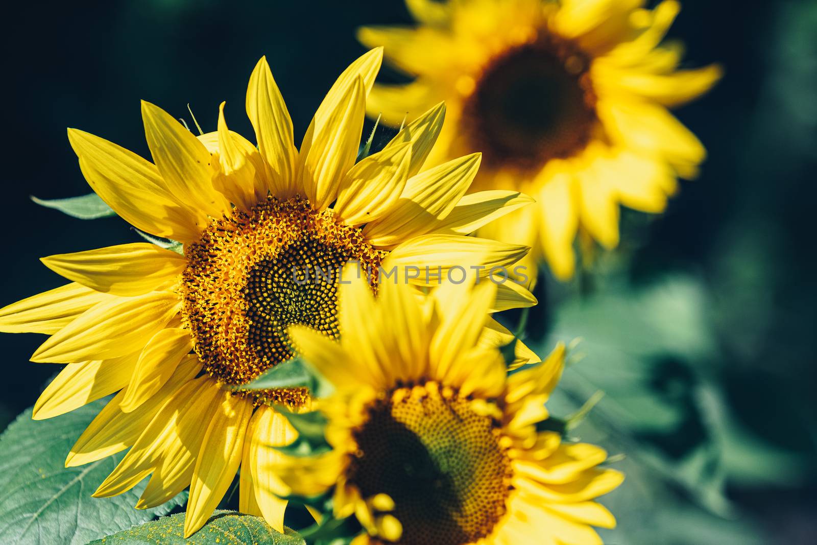 Yellow sunflowers close up. Field of sunflowers, rural landscape by ArtSvitlyna