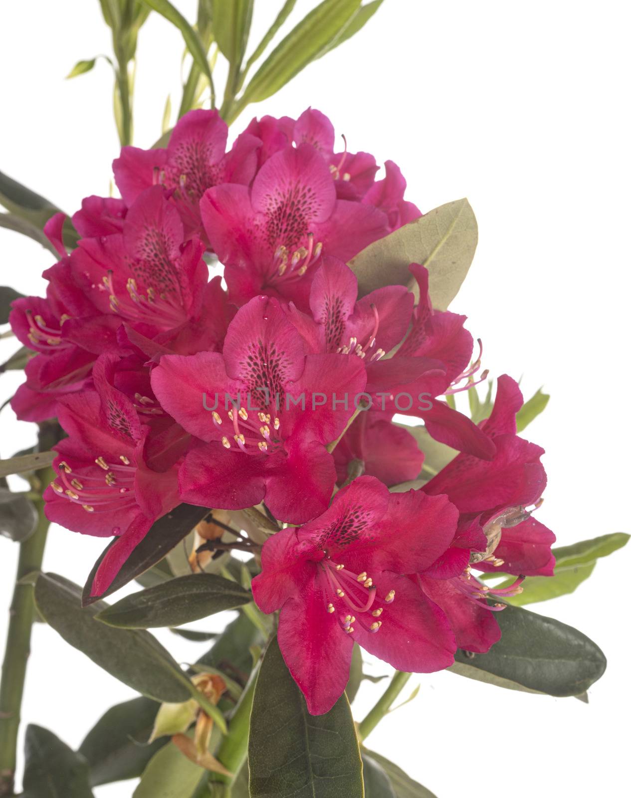 Rhododendron in studio by cynoclub