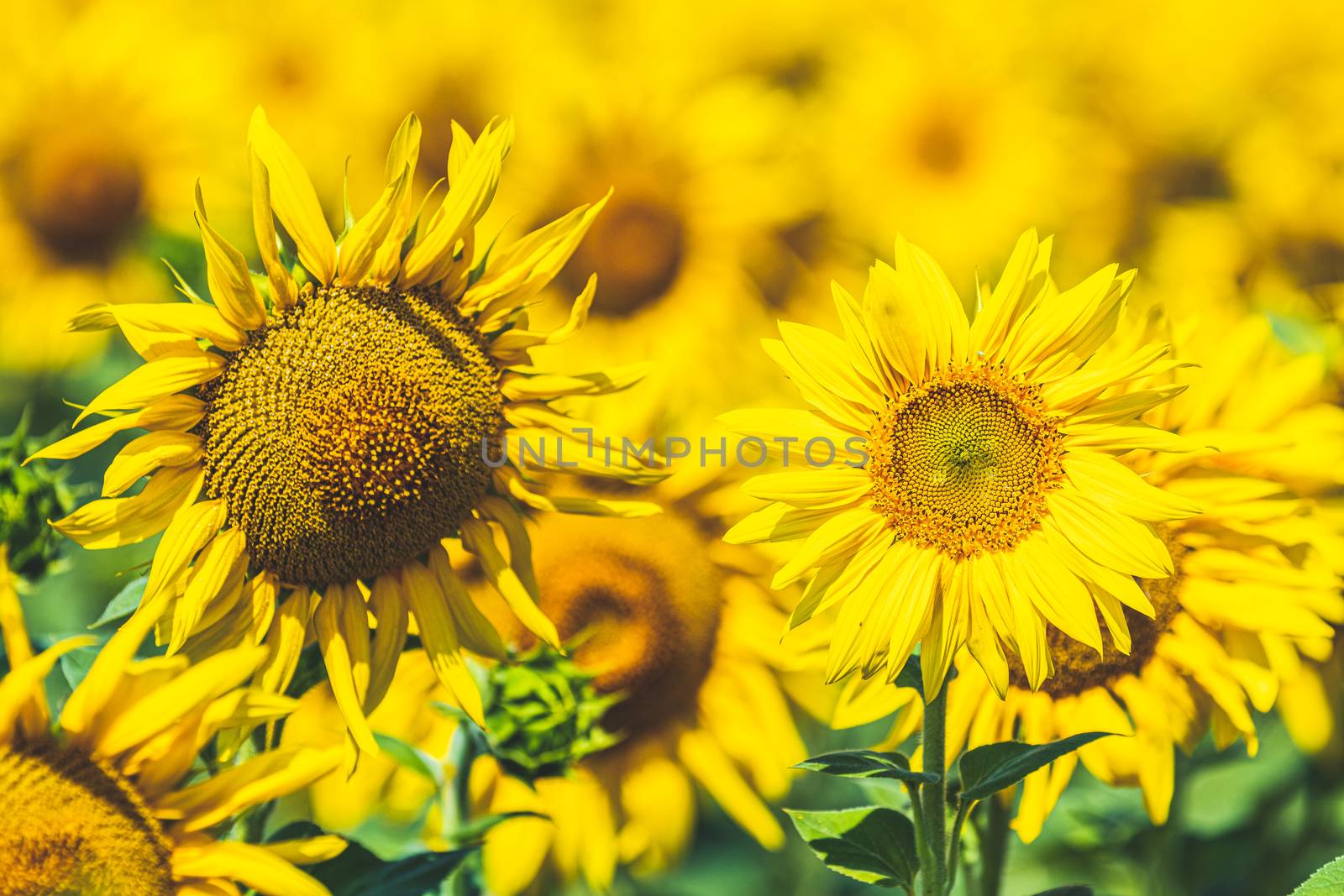 Prettiest sunflowers field. Closeup of sunflower on farm. Rural  by ArtSvitlyna